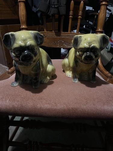Rare pair staffordshire pug - pair, of